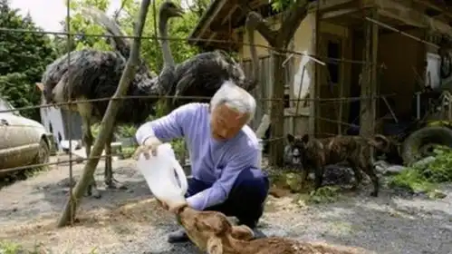 日本老人独守核泄漏区,照顾变异动物六年,却有人希望他快点过世