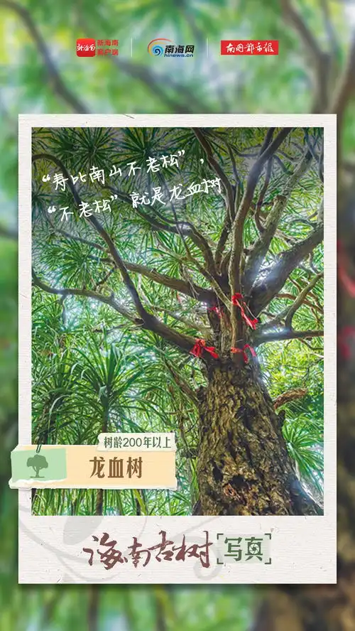 海报咔嚓植树节,我为海南古树拍张写真