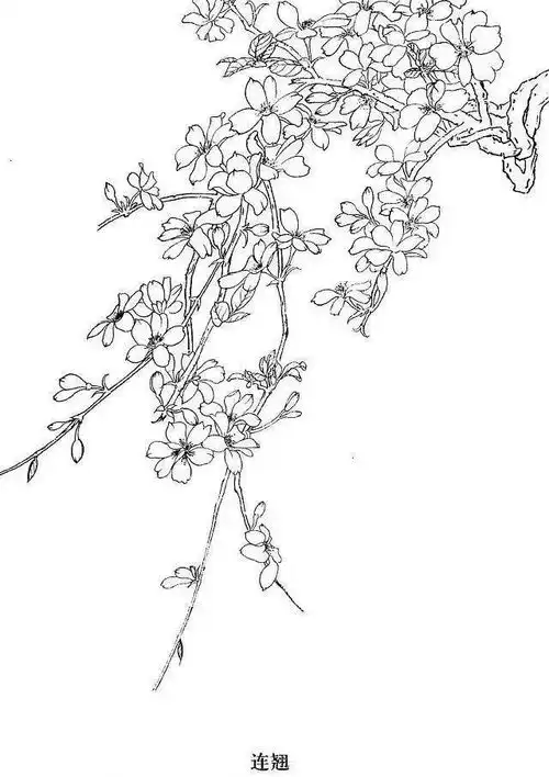 工笔白描花卉,很好的练习素材