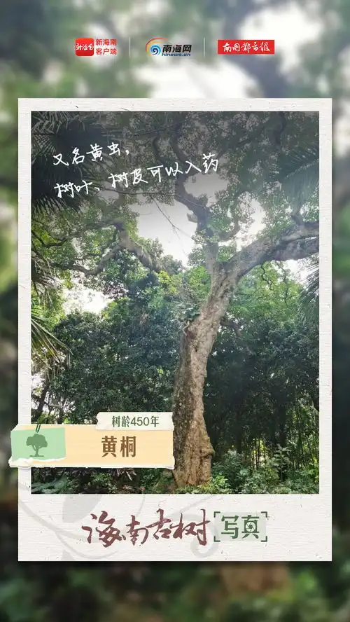 海报咔嚓植树节,我为海南古树拍张写真