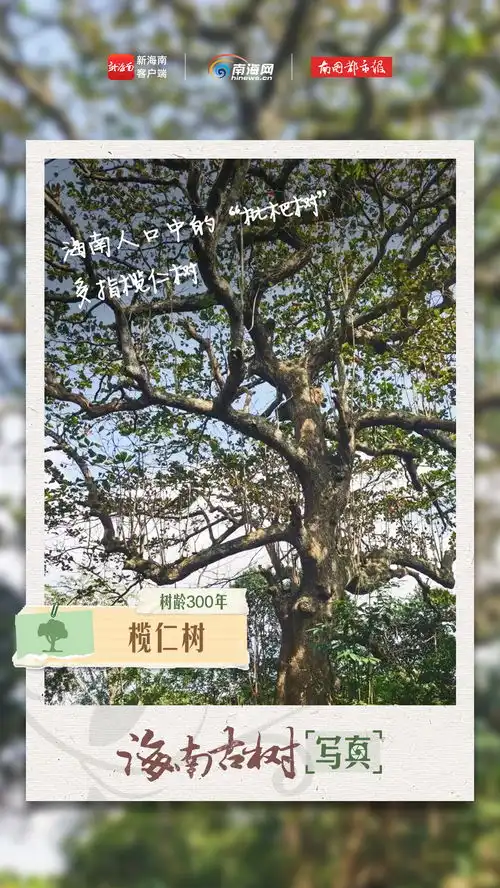 海报咔嚓植树节,我为海南古树拍张写真