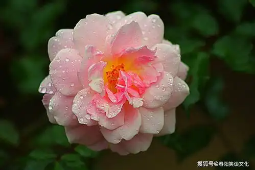 精美走心的心灵鸡汤,句句有深意,让人过目难忘