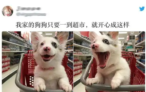 看到这些暖心狗子照片,你还忍心把他们驱离城市吗