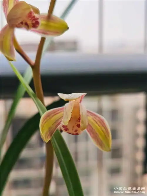 牛年建兰首花,艳丽漂亮