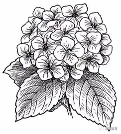 40张花卉线稿,拿去画吧