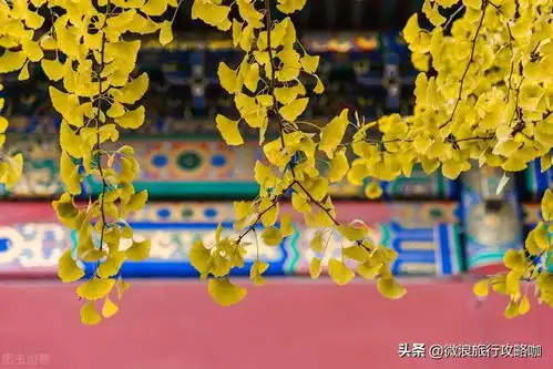从来银杏不负秋