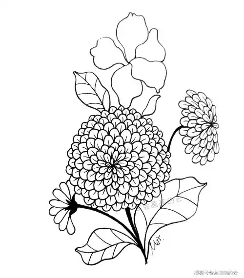 分享简笔画教程,8步教你画百日菊,友谊天长地久