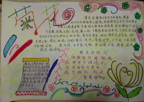 菊花手抄报图片3张