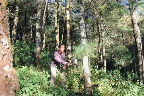 我和我的党支部青山里的守望者,他把绿意洒满中国